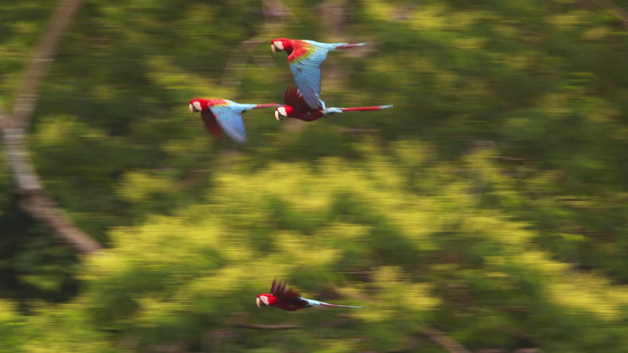Small Flock of Scarlet Macaws flying below eye level with their powerful bright wings standing out against the bright green canopy