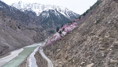 spring blossoms in a mountain valley