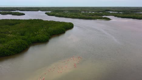 Antena-Aérea-De-Flamencos-Rosados-En-Un-Banco-De-Arena-En-La-Laguna-De-Manglares-De-Río-Lagartos,-México