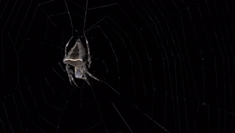 seen on its web being moved by a gentle wind and moving its leg from a strand of web to gather itself together