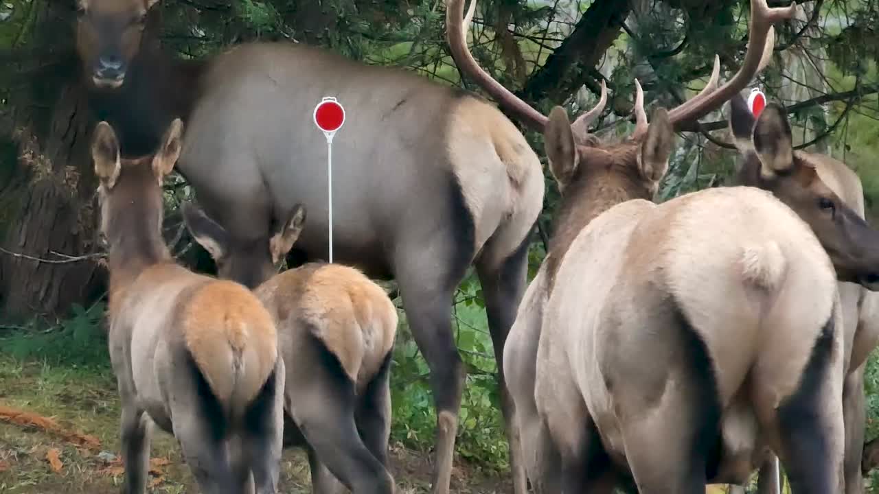 큰 황소 엘크와 송아지와 엘크 무리의 총을 닫습니다