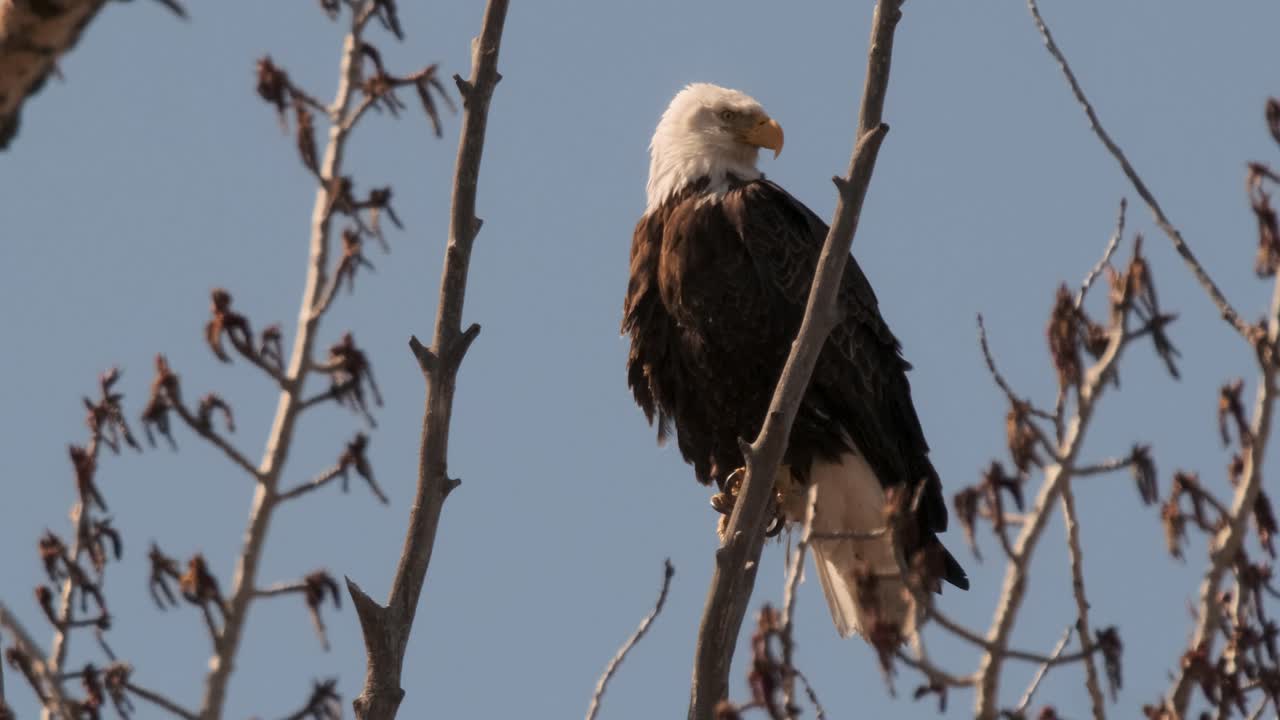 un águila calva se sienta regalmente en lo alto de una rama de árbol estéril, inspeccionando sus alrededores con ojos agudos, con la extensión azul del cielo creando un telón de fondo sereno