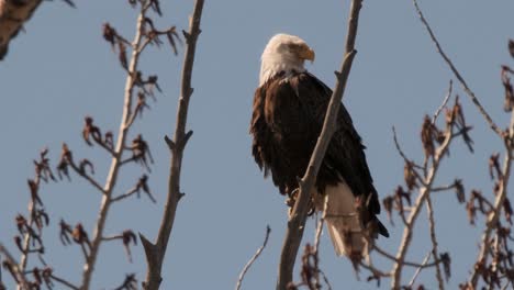 Ein-Weißkopfseeadler-Sitzt-Majestätisch-Auf-Einem-Kahlen-Ast-Und-überblickt-Seine-Umgebung-Mit-Scharfen-Augen,-Während-Die-Blaue-Weite-Des-Himmels-Eine-Heitere-Kulisse-Bildet