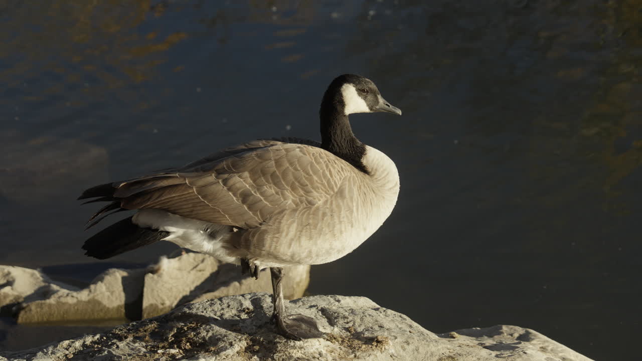 Primo piano di un'anatra in riva al lago