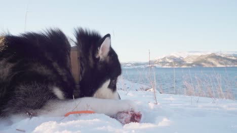 purebred alaskan malamute dog biting a meat bone while lying on snow near lakeshore