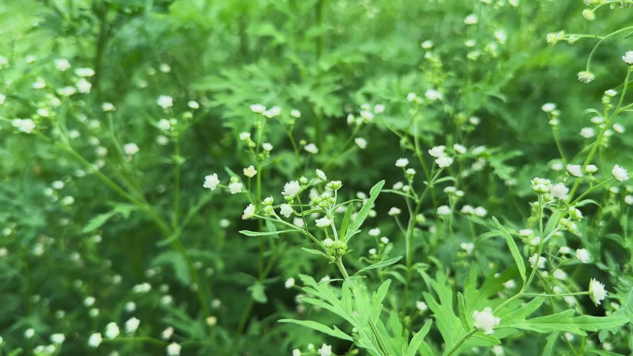 Static shot of Parthenium hysterophorus is a herbaceous, flowering weed species in the family Asteraceae. It is one of the most common weeds across the globe. also known as carrot grass