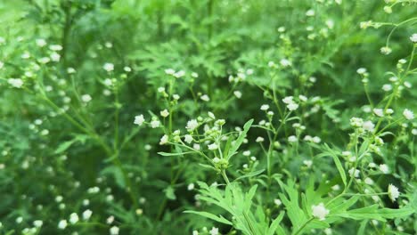 static shot of parthenium hysterophorus is a herbaceous, flowering weed species in the family asteraceae. it is one of the most common weeds across the globe. also known as carrot grass