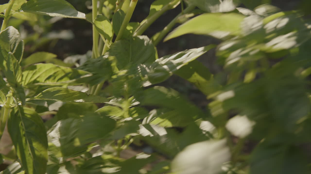primer plano de las plantas de albahaca con una mano entrando en el marco tirando de la albahaca