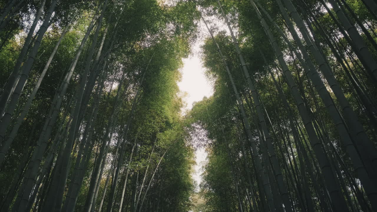 Bamboo Forest Canopy