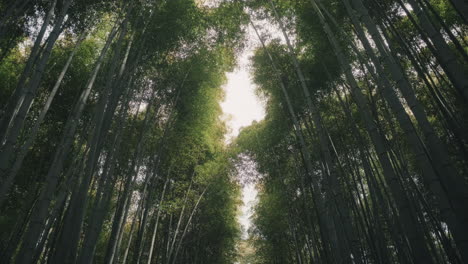 bamboo forest canopy