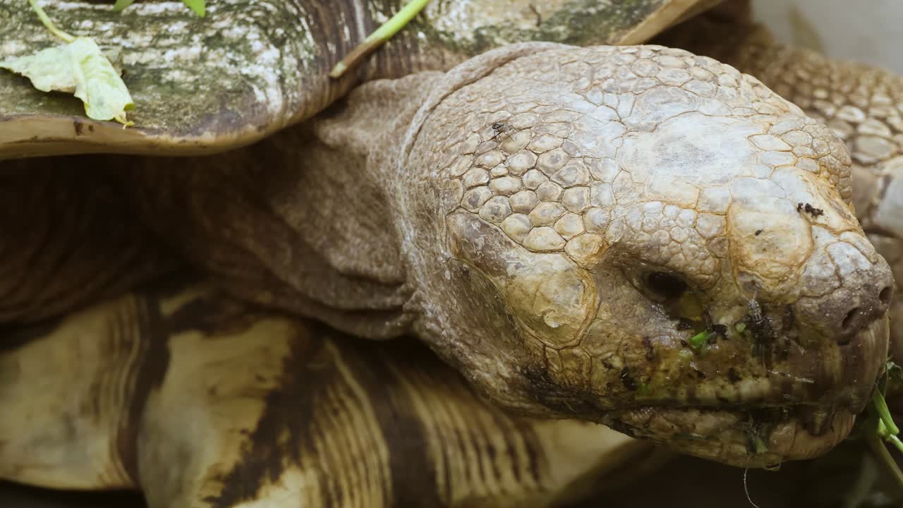 Scopri specie di tartarughe raramente viste che prosperano nel loro habitat nella foresta pluviale attraverso immagini mozzafiato