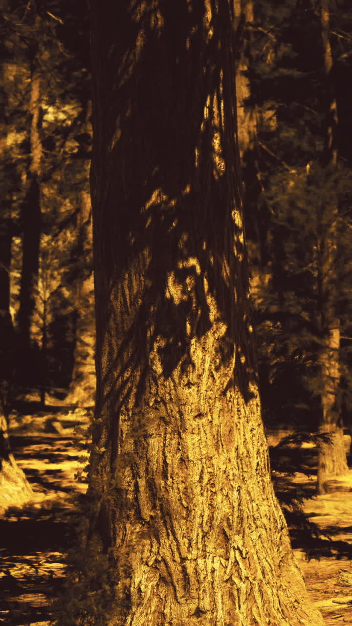 Sunlight filtering through ancient trees in a serene forest setting