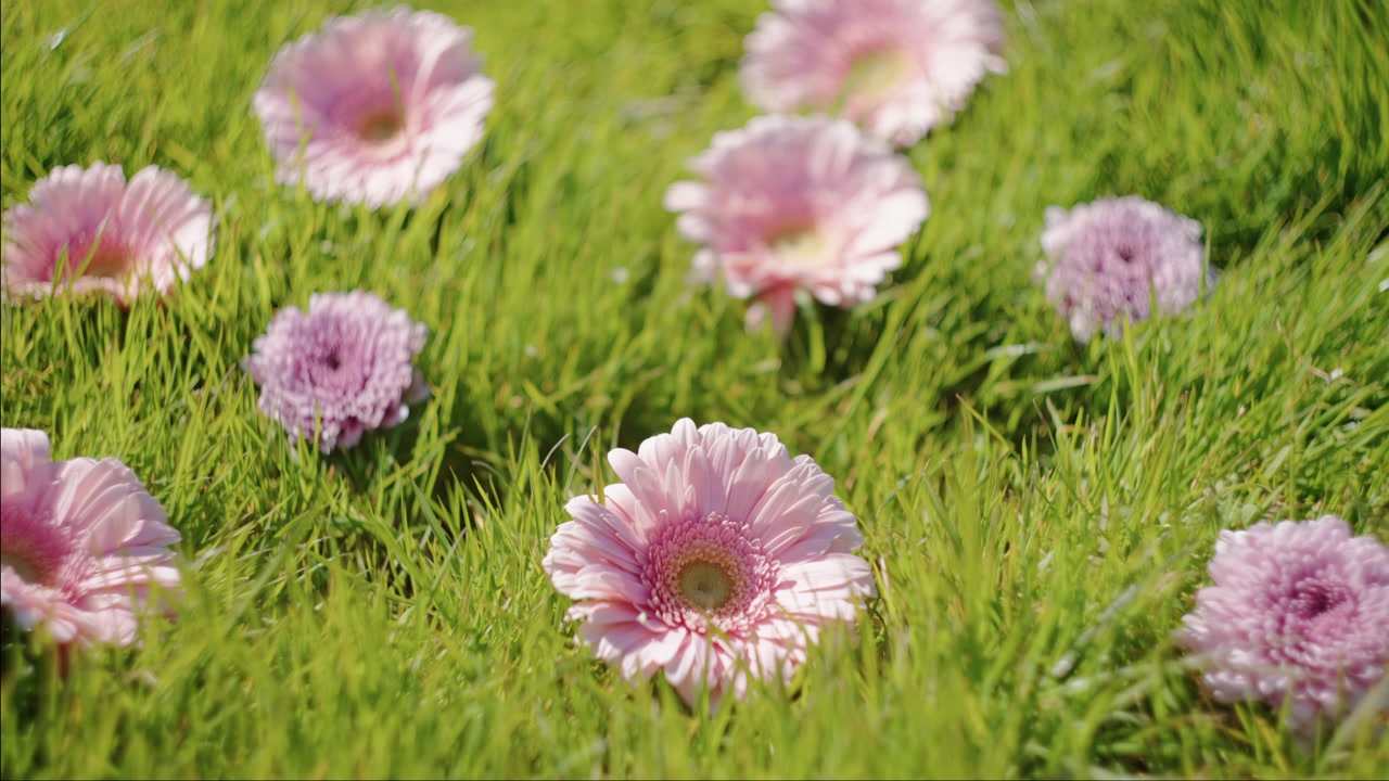Vivaci margherite Gerbera rosa fioriscono tra il fogliame erboso su un campo soleggiato. Scatto con messa a fuoco selettiva.