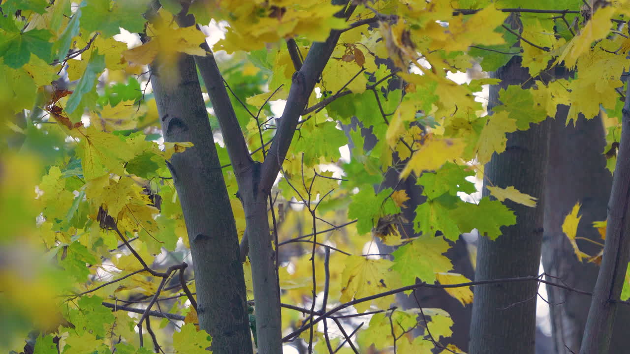 Herbstlicher Wald mit grünen und gelben Blättern an den Bäumen, sanftes Licht, das durch die Äste dringt, friedliche Natur