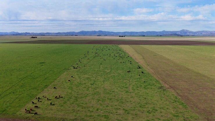 Veduta aerea di terreni agricoli aperti per il bestiame che si estendono attraverso la campagna nella provincia di Buenos Aires, Argentina