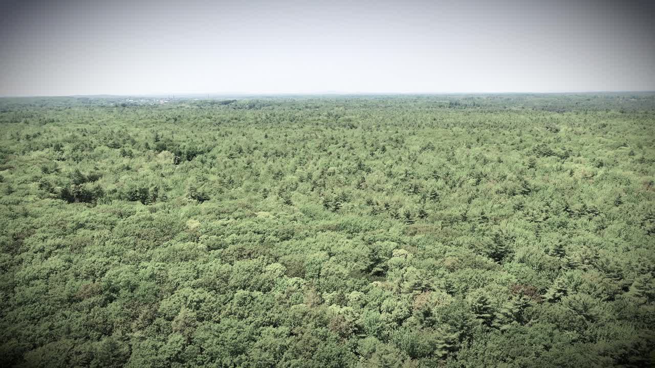 Aerial black and white clip of Maine’s lush swamp jungle. Flying drone reveals rivers, creeks, ponds, trees, and wild marsh vegetation in a dramatic wetland wilderness environment in summer