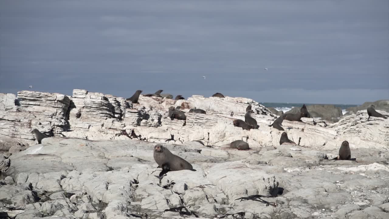 Seals on a rocky coastline