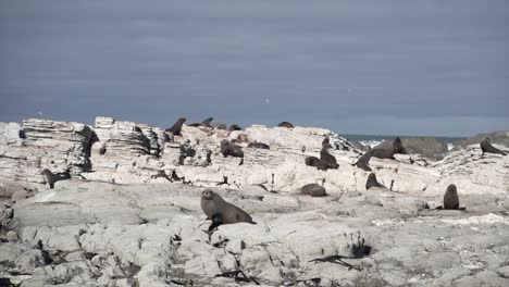 seals on a rocky coastline