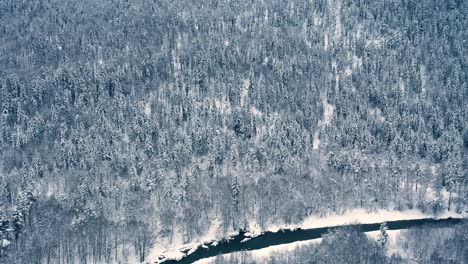 Hermoso-Bosque-De-Nieve-En-Invierno.-Volando-Sobre-Pinos-Cubiertos-De-Nieve.