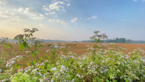 Chromolaena-Odorata-Blühender-Strauch-In-Bangladesch-Mit-Ländlicher-Ackerlandschaft