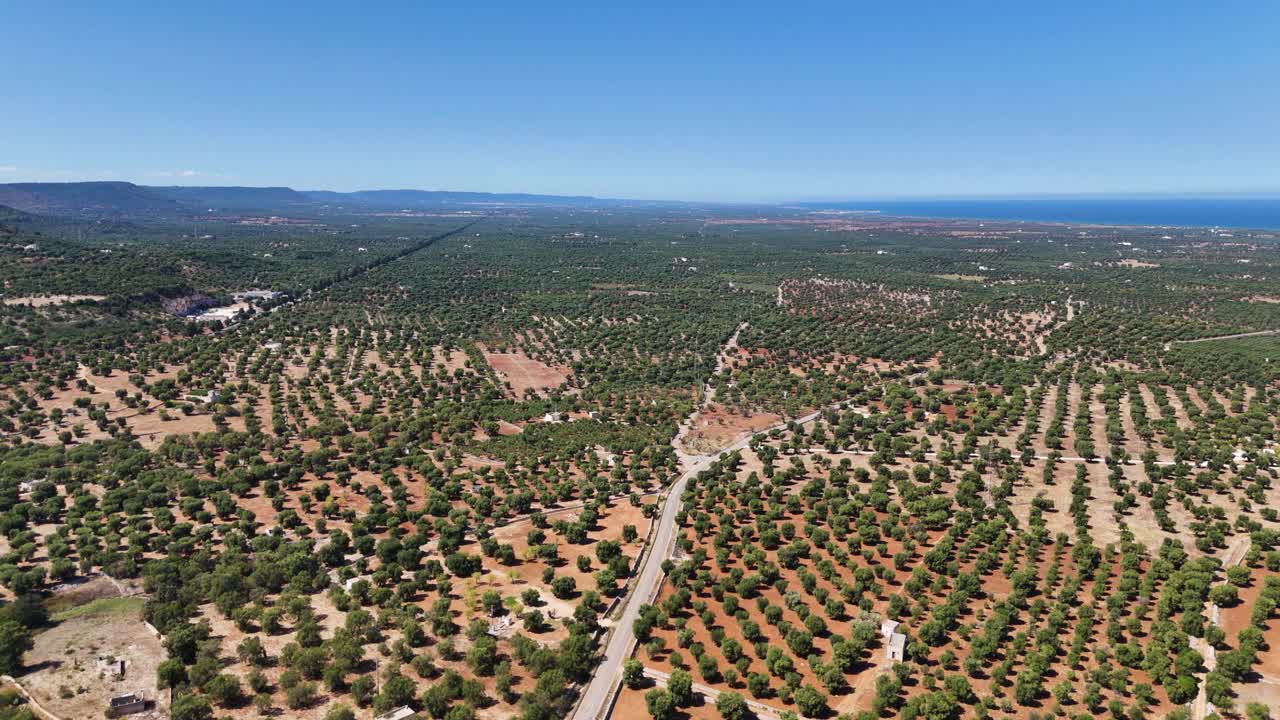 Olive tree plantation in Italy, aerial panoramic view