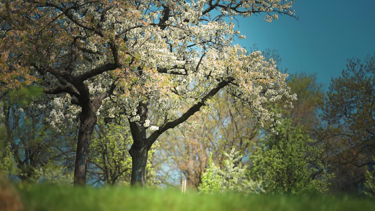과일 나무 가 과수원 에서 꽃 을 피우고 있다