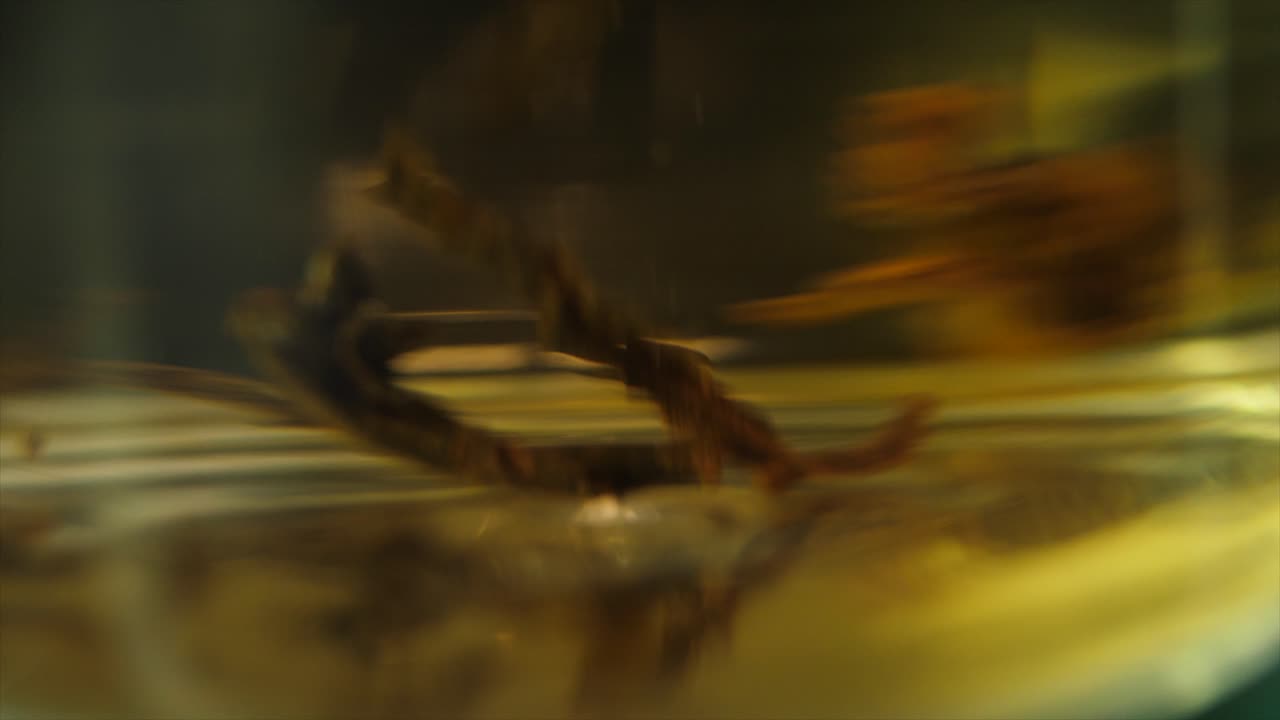 hojas de té sumergidas en agua