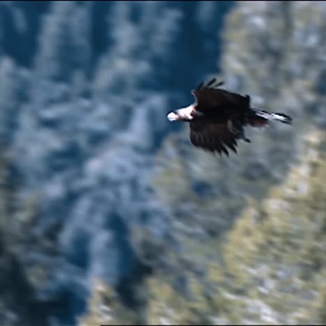 Kameraschwenk-Auf-Dem-Weg-Eines-Steinadlers-(Aquila-Chrysaetos)-Im-Flug