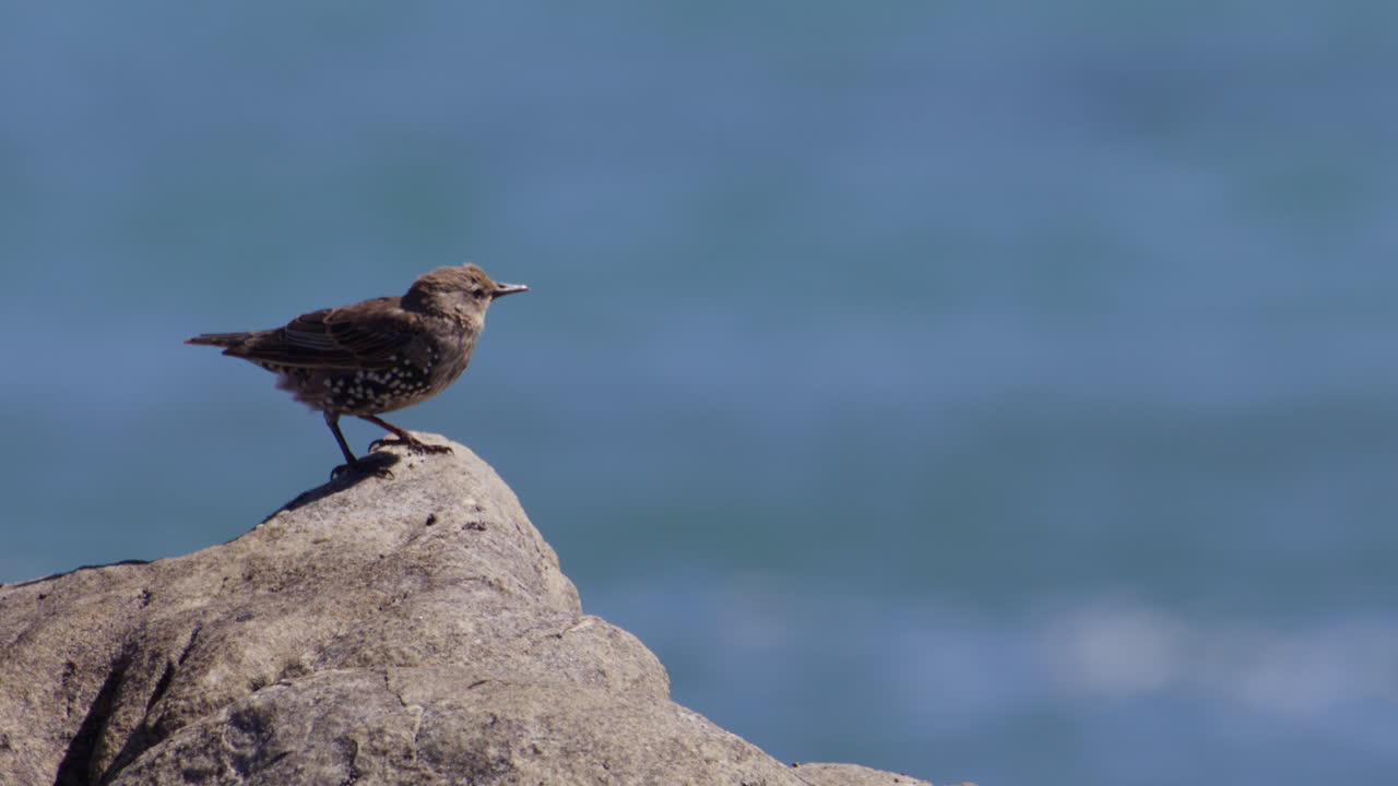 Storno comune giovane (Sturnus Vulgaris) appollaiato su una roccia costiera che spicca il volo.
