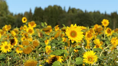 campo de girasoles durante un día soleado y ventoso