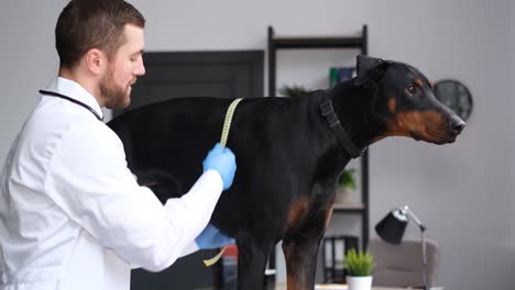 veterinarian measuring a dog