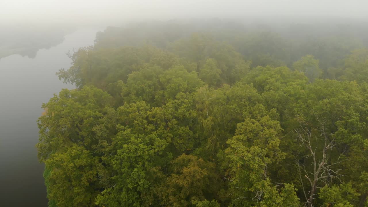 aéreo: vuelo sobre las ramas de un roble verde en el bosque en el fondo de un río de otoño nebuloso