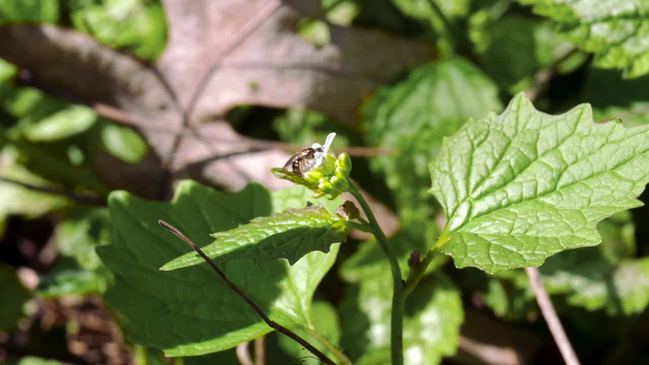 작은 흰색 꽃에서 꽃가루를 수집하는 꿀벌 말벌 - 캐나다 온타리오