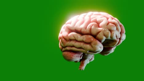 a human brain model with smooth texture isolated on green background. scientific anatomical visualization. artificial intelligence, neuroscience, and cognitive research concept.