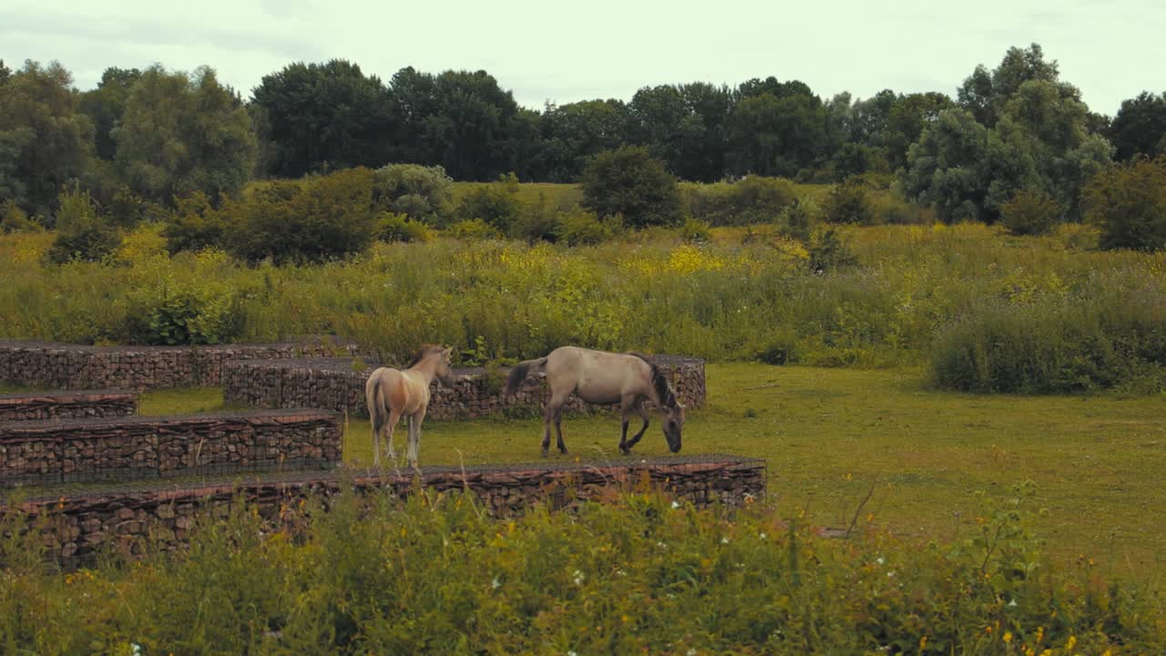 caballo comiendo hierba y otro camina hacia ella