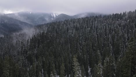 Snowy-Coniferous-Jungle