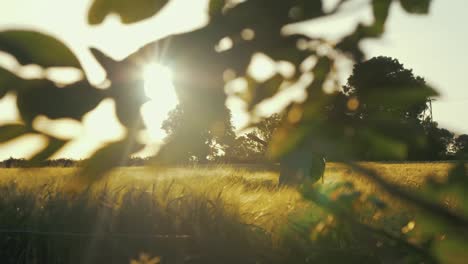 Musician-rehearsing-in-wheat-field-during-beautiful-sunset