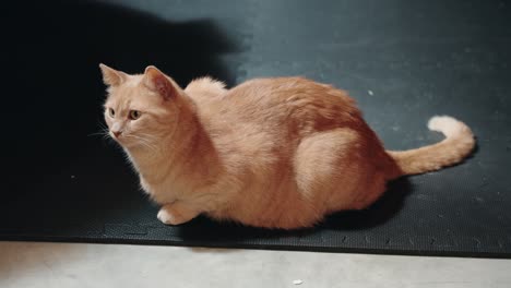 pretty big eye bright orange fluffy tabby female cat stares playfully off to the distance while sitting loaf calmly on a rubber floor mat