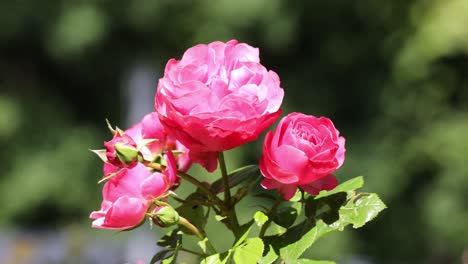 Vibrant-pink-Floribunda-Rose-blooming-in-a-lush-bush-of-vibrant-green-leaves