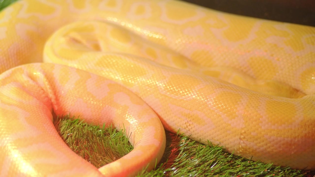 Close-up van een gele albino python opgerold en rustend