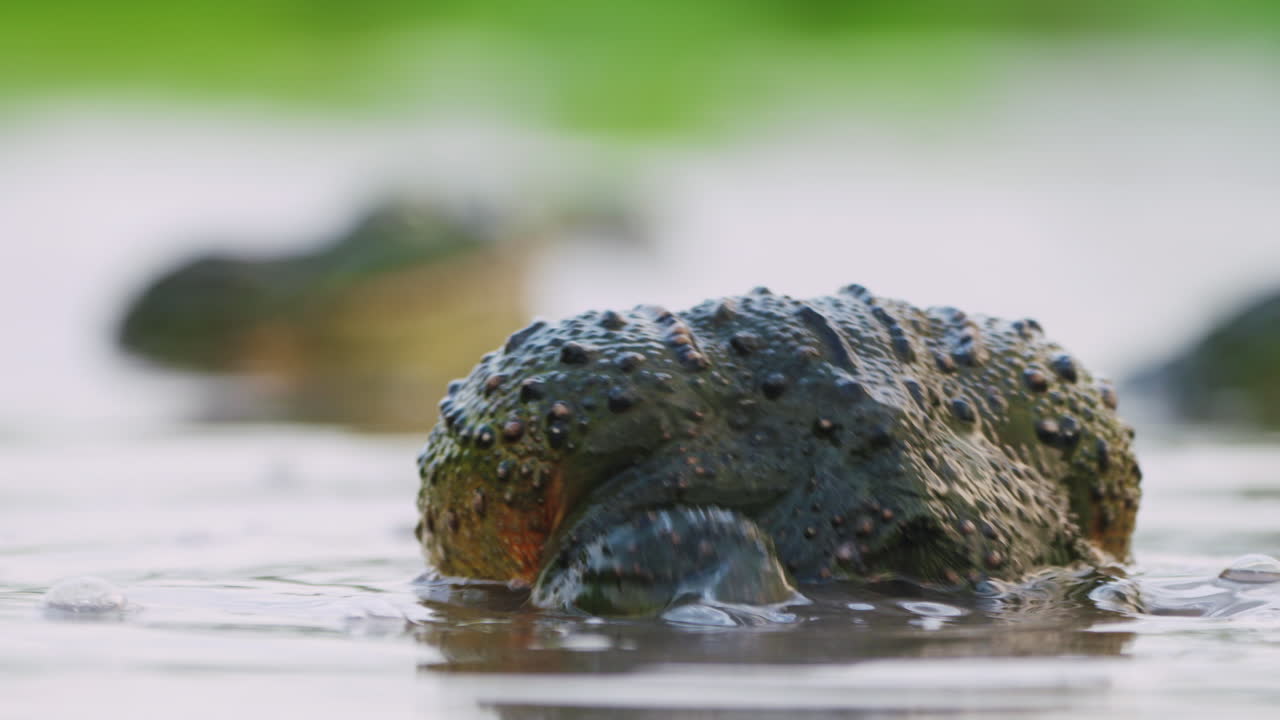 Pair Of African Bullfrog Mating In Shallow River At Daytime. Selective Focus Shot