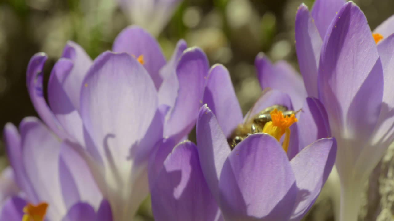 primer plano de una abeja recolectando néctar de una vibrante flor de crocus púrpura en un jardín de primavera