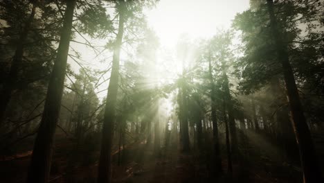 paisaje de puesta de sol brumosa del bosque de secuoya