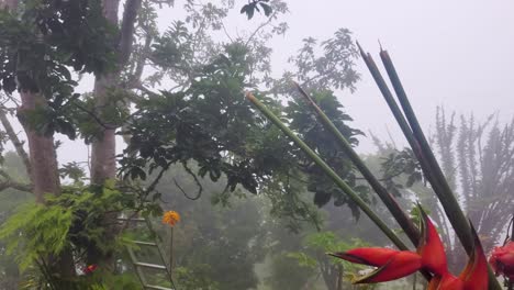 Primer-Plano-De-Flores-Tropicales-Exóticas-Strelitzia-O-Pájaro-Del-Paraíso-En-Medio-Del-Jardín