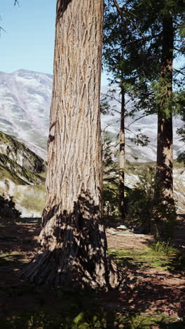 majestic tree in a mountain forest