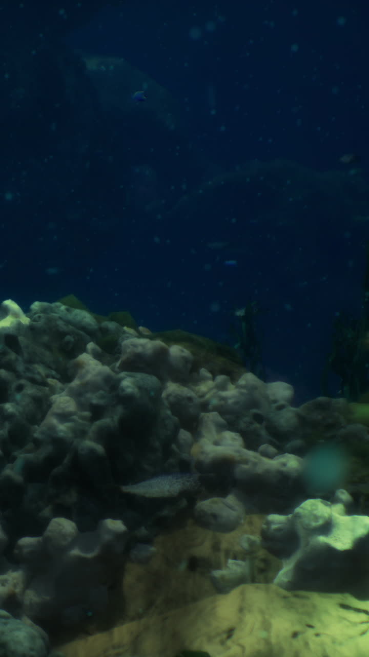 Underwater serenity with vibrant corals and tranquil sea life in the ocean