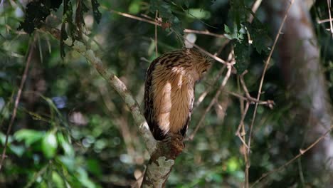 Schauen-Sie-Nach-Rechts-Und-Dann-Nach-Unten,-Um-Etwas-Anzugreifen,-Buffy-Fish-Owl-Ketupa-Ketupu,-Thailand