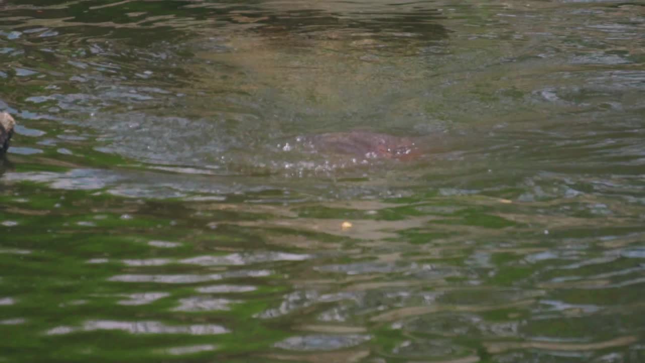 하마 성인 고독 잠수 아래로