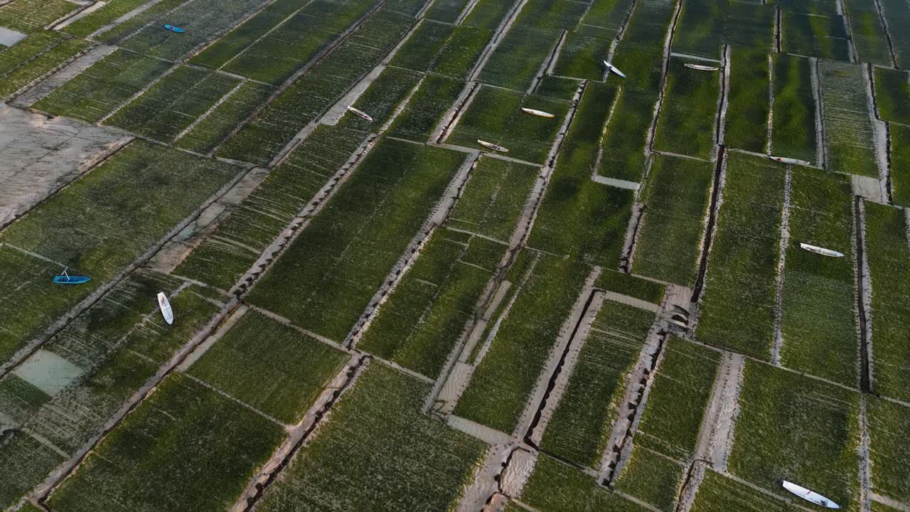 tierras de cultivo con algas marinas y barcos en la superficie del agua