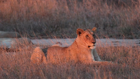 Leona-Africana-Adulta-Descansando-Sobre-Campos-Dorados-En-Savannah